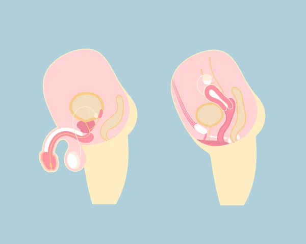 Sistema Riproduttivo Maschile Femminile Organi Interni Anatomia Parte Del Corpo — Vettoriale Stock