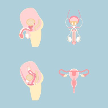 Erkek ve kadın üreme sistemi ve sperm, iç organlar anatomi vücut kısmı sinir sistemi, vektör illüstrasyon çizgi film düz karakter tasarım klipsi sanat