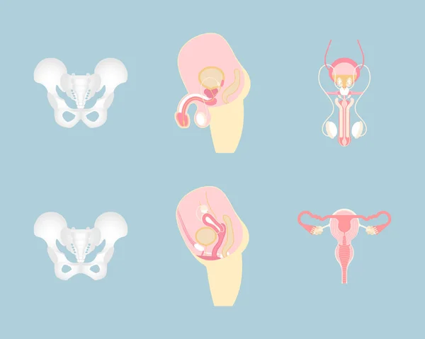 Sistema Reproductor Masculino Femenino Hueso Pélvico Órganos Internos Ortopédico Anatomía — Vector de stock