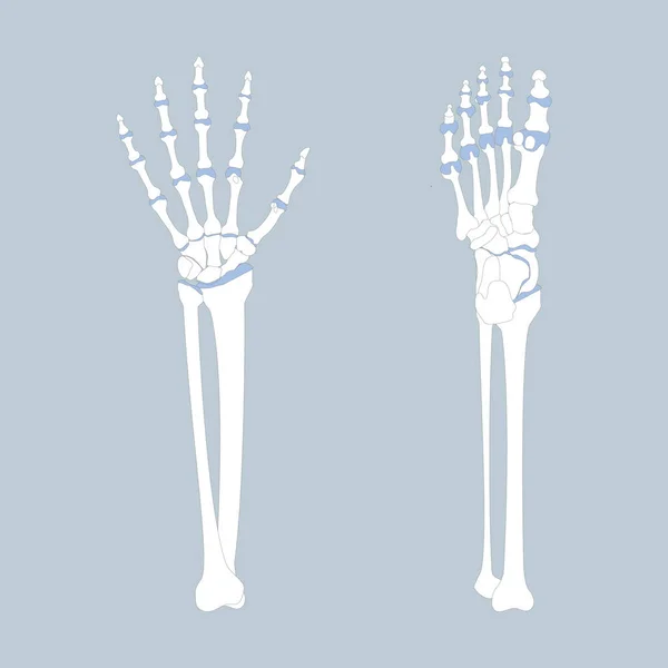 Osso Della Mano Del Piede Con Braccio Gamba Anatomia Organi — Vettoriale Stock