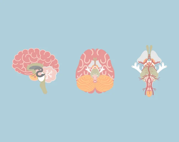 Cérebro Humano Tronco Cerebral Órgãos Internos Anatomia Corpo Parte Sistema —  Vetores de Stock