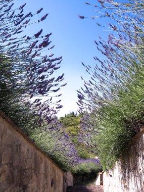 Gökyüzüne karşı lavanta kaynaklanıyor