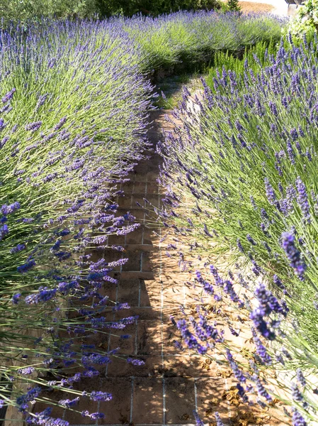 Path of Lavender — Stock Photo, Image