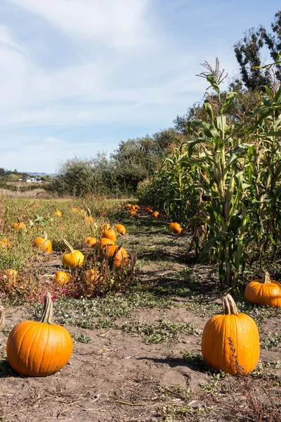 Pumpkin patch a kukuřičné pole — Stock fotografie