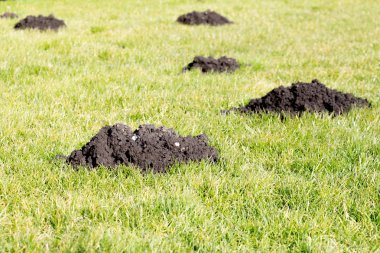 Köstebek Hills Bahçe çim