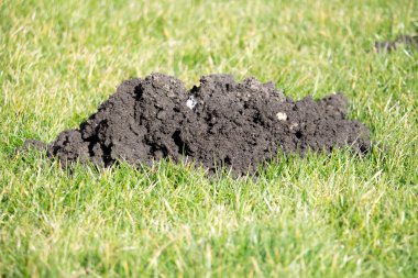 Köstebek Hills Bahçe çim