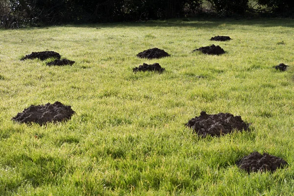 Mole Hills in de tuin gazon Stockfoto