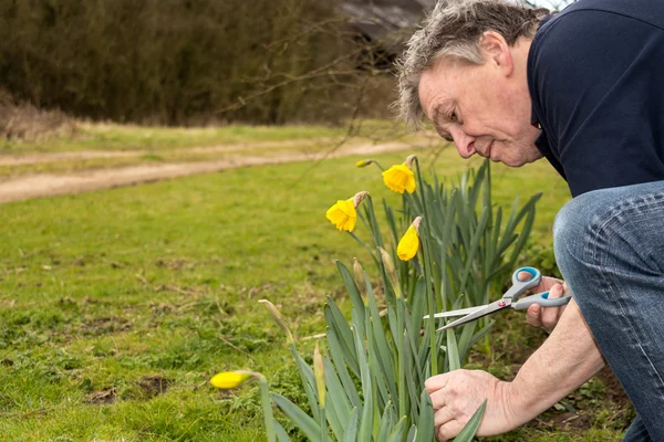 Senior man cutting daffodils — Stock Photo, Image