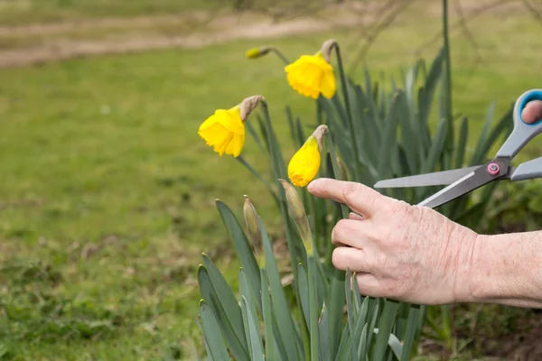 Senior man cutting daffodils — Stock Photo, Image