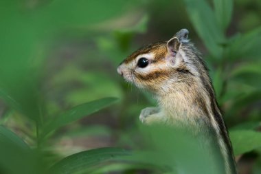 Park alanında bir sincap