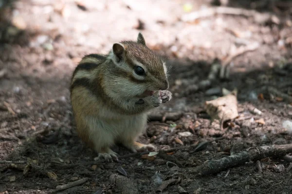 Streifenhörnchen Einem Park — Stockfoto