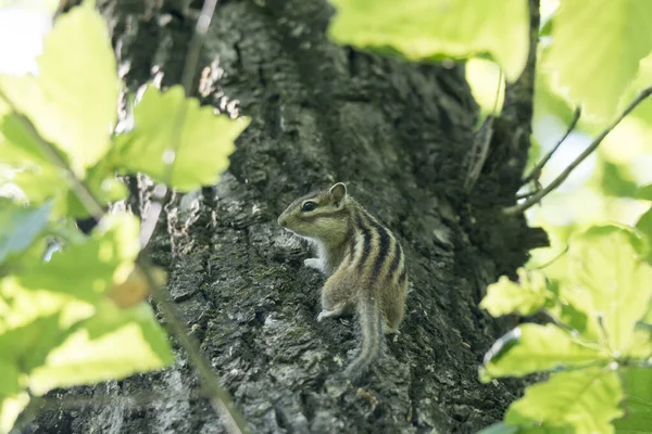 Streifenhörnchen Einem Park — Stockfoto