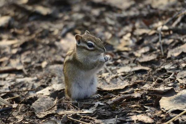 Chipmunk Park Area — Stock Photo, Image