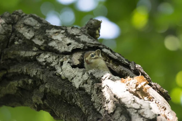 Chipmunk Een Park Gebied — Stockfoto