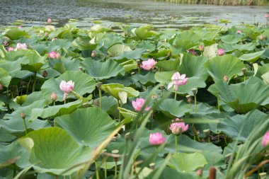 Gölde çiçek açan nilüfer çiçeği