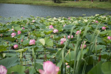 Gölde çiçek açan nilüfer çiçeği
