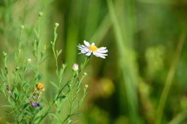 Güneşli bir günde çayır çiçekleri