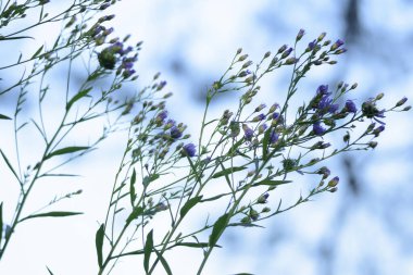 gökyüzü kır çiçekleri