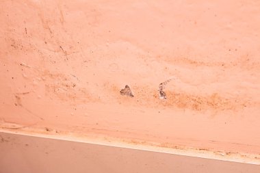 white mold on the ceiling in a bathroom. 