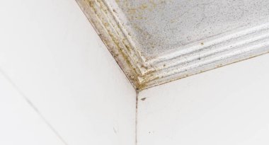white mold on the ceiling in a bathroom. 