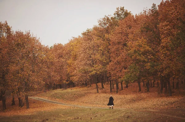 在秋天的森林里散步的年轻女子 宽斗篷 后视镜 寂寞的女人走进了金秋的森林 在大自然中独自度过时光 和平气氛 免版税图库图片