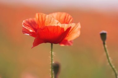 İlkbaharda gelincik çiçeklerinin yakın çekimi. Tüm ihtişamıyla yabani bir çiçek. Güzel haşhaş tarlaları. Tarlada yetişen parlak kırmızı gelincikler.. 