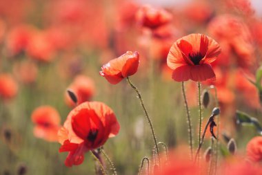 Güzel haşhaş tarlaları. Tarlada yetişen parlak kırmızı gelincikler.. 