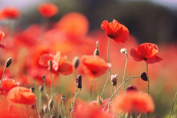 Beautiful Poppy Fields Shot Bright Wild Red Poppies Growing Field — Stock Photo, Image