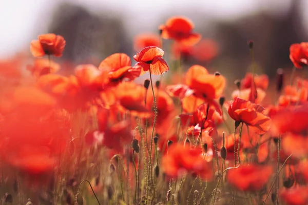 Beautiful Poppy Fields Shot Bright Wild Red Poppies Growing Field — Stock Photo, Image