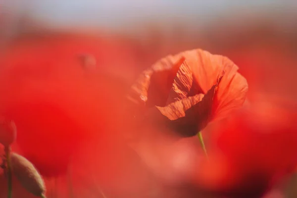 Gros Plan Des Fleurs Pavot Printemps Fleur Sauvage Dans Toute — Photo