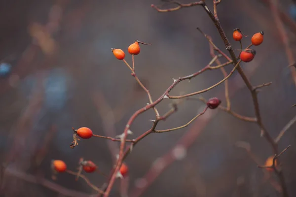 Sloe Bessen Rode Rozenbottel Bessen Takken Romantisch Herfststilleven Met Sleedoorn Stockfoto