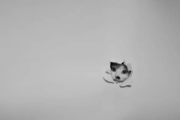 Cat Looks Out Hole Made White Paper Black White Image — Foto Stock