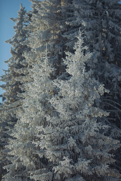 Snow-covered trees stand tall against a bright winter sky, creating a serene and enchanting landscape full of icy beauty and tranquility