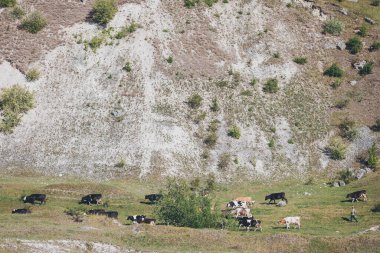 Kırsal kesimde güneşli bir öğleden sonra, bir yamaçta huzur içinde otlayan inek sürüsü. İnekler yeşil bir yamaçta özgürce dolaşır, güneşin ve taze çimlerin tadını çıkarırken bir çiftçi onları izler. 