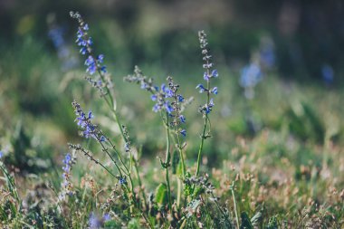 Colorful wildflowers bloom in a serene meadow under warm sunlight during a peaceful afternoon in spring