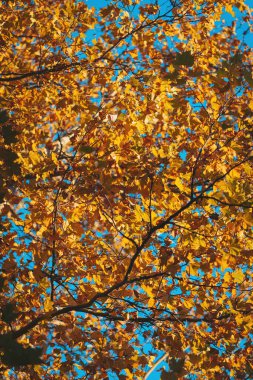 Altın sonbahar yaprakları, parlak mavi gökyüzünün altında dans ederek sonbahar sezonu boyunca doğal hava galerisinde canlı renkli bir duvar halısı oluşturur.