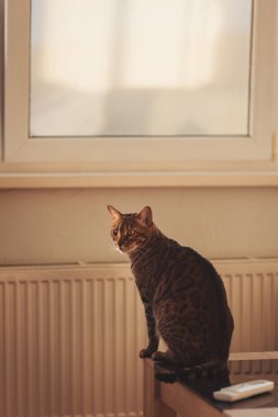 Meraklı kedi sessizce pencerenin kenarında oturur, öğleden sonra boyunca sıcak bir odada büyüleyici bir ışık gözler.