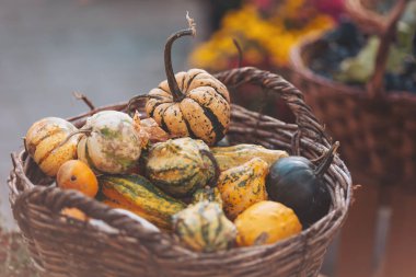 Sonbaharın özünü gözler önüne seren bir sepet renkli, eşsiz su kabağının yer aldığı kırsal bir pazarda hasat kutlaması.