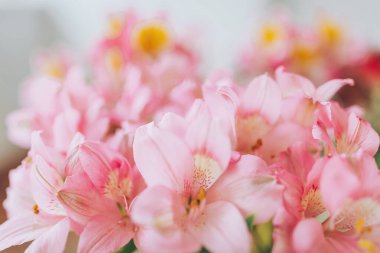 Titreşimli çiçekler boşluğu renk ve yaşamla doldurur. Güneşli bir günde, bahçenin her yerinde hassas taç yaprakları ve karmaşık desenler sergiler.