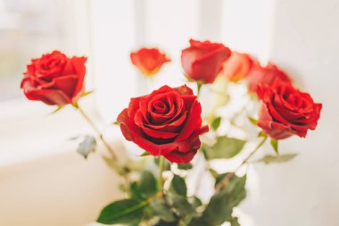 Parlak kırmızı güller, güneşli bir pencerenin yanında zarif bir şekilde açar. Sessiz bir öğleden sonra, sıcak ve sıcak bir ortamda güzelliğin özünü yakalar.