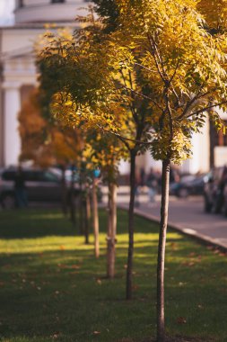 Parlak sonbahar ağaçları bir şehir caddesini sarıyor öğleden sonra güneş ışığında yapraklar sararırken, manzaralı bir manzara yaratıyor.