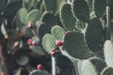 Güneşli bir çöl manzarasında canlı meyvelerle dikenli armut kaktüsü gündüz vakti kurak iklimlerin doğal güzelliğini ve esnekliğini gözler önüne seriyor.