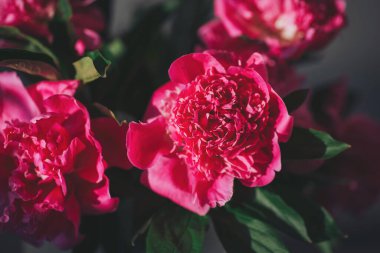 Sade bir masadaki parlak pembe şakayıklar tarafsız bir duvar arkaplanına karşı, canlı renkler ve doğal güzellikler sergiliyor.