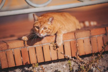 Turuncu kedi, öğleden sonra güneşli bir ortamda sıcak tuğla bir yüzeye uzanır.
