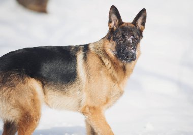 Köpek karlar içinde yürüyor, gündüz saatlerinde ormandaki kış manzarasını keşfediyor.