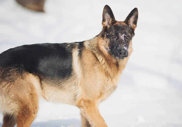 Köpek karlar içinde yürüyor, gündüz saatlerinde ormandaki kış manzarasını keşfediyor.