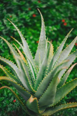 Aloe vera bitkileri gün ışığında bir bahçede uzun ve canlı dururlar. Yapraklar kalın ve etli, sivri uçlu. Güneş ışığı yaprakların arasından parlar ve desenler yaratır.