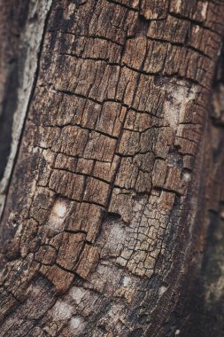 Bir ahşap parçasının yüzeyinde açık hava ortamında doğal ışık altında çatlaklar ve dokular görülüyor. Odak noktası ahşap üzerinde oluşturulan eşsiz desenler.