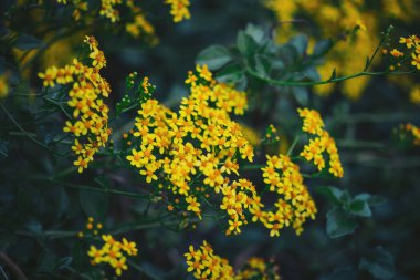 Bahçedeki yeşil saplarda birkaç küçük sarı çiçek kümesi büyür. Sahne bahar mevsiminde bitkilerin yaşamını ve gelişimini yakalıyor.