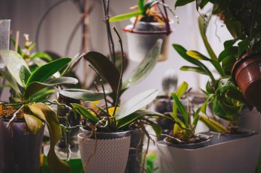 İyi ışıklandırılmış bir odadaki raflara farklı tipte saksı bitkileri yerleştirilir. Bitkiler yeşil yaprakları gösteriyor, bazıları da asılmış tencerelerde. Işık bitkilerin üzerine düşer ve şekillerini belirtir.